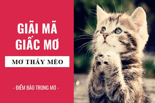 Con mèo trong giấc mơ có ý nghĩa gì?